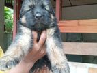 German Shepherd Puppies