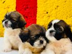 Pug Puppies
