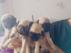 Pug Puppies