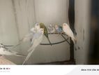 Rainbow Love Birds
