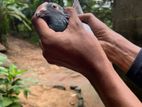 Pigeons