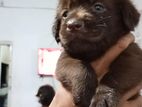 Labrador Puppies