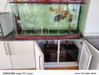 Fish Tank