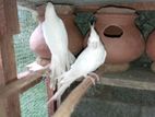 Albino Cocktail Chick