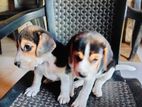 Beagle Puppies