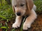 Golden Retriever Puppy