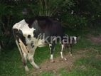 Farm Cow