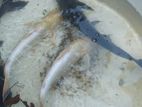Carp Fish