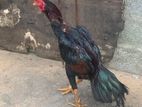 Aseel Roosters