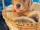 Golden Retriever Puppies