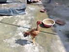 Rooster
