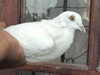 Pigeon