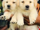Labrador Retriever Puppies