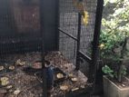 Bird Cages