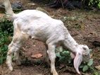 Male Goat
