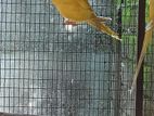Ringneck Bird
