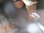 Finches Birds