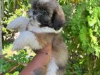 Shih Tzu Puppy