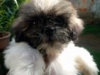Shih Tzu Puppy