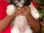 Shih Tzu Puppy