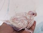 Lutino Bird