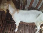 Farm Goats
