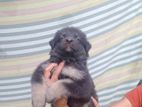 German Shepherd Puppy