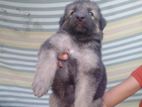 German Shepherd Puppy