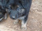 German Shepherd Puppies