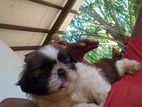 Shih Tzu Puppies