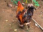 Brahma Chickens