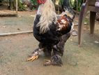 Brahma Chicken
