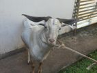 Male Goat