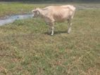 farm cow