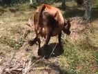 Cows - ගවයා