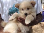 Lion Pomeranian Puppy