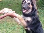 German Shepherd