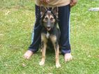 German Shepherd Puppies