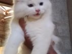 Persian Kitten
