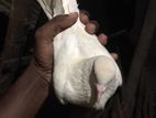Pigeon