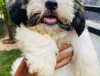 Shihtzu Puppies