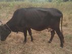 Farm Cow