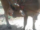 Farm Cow