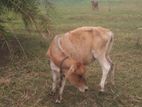 Farm Cow