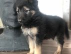 German Shepherd Puppy