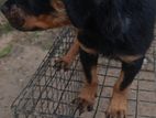 Rottweiler Puppies