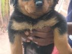 Rottweiler Puppy