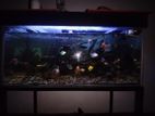 Fish Tank