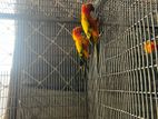 Sun Conure