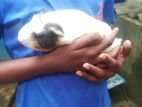 Guinea Pig